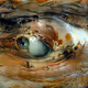 Fully See