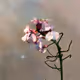 Learning Nature (b38,4016,16)