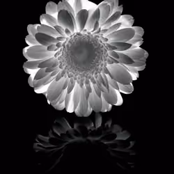 luminous blossoms I