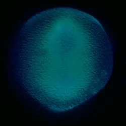 Cell Activity