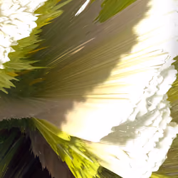 Flowers VI/VI
