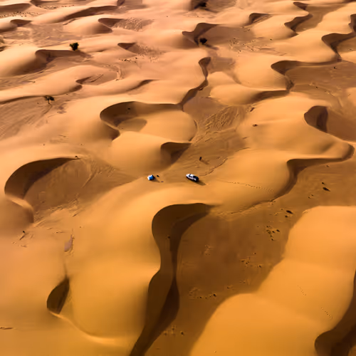 Camel Spiders