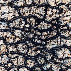 Birch