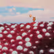 The Orb Farmer