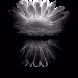 luminous blossoms II