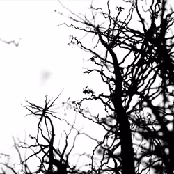 TENDRILS