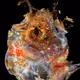 {Invertebrate_union_4563}