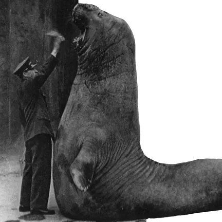 Malicious Elephant