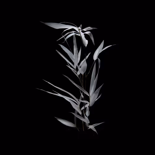 Fargesia Bamboo