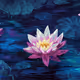 Water Lilies