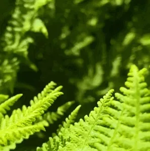 Fern Forest