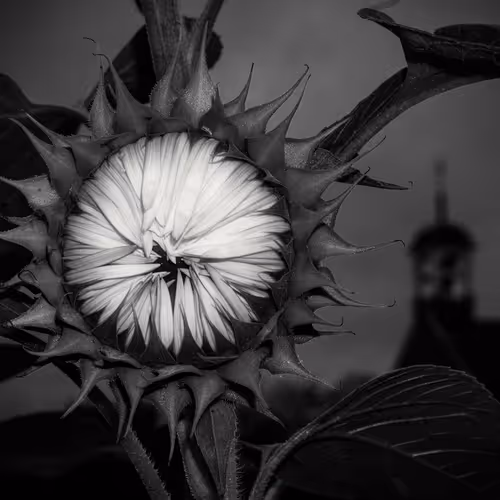 BWPhotoJP