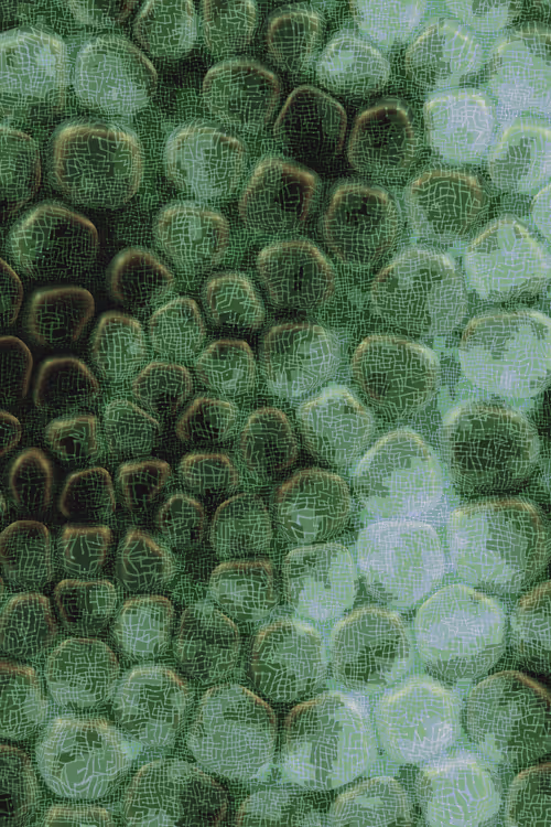 Item #2439046679443273982118864381573244666653869297 Media