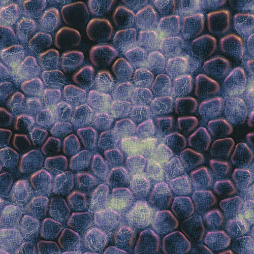 Vitreous By Charlotte Dann