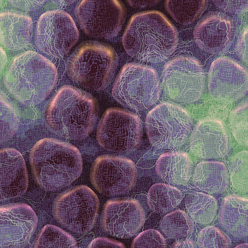 Vitreous By Charlotte Dann
