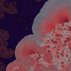 2439046679443273982118864381573244666657869284