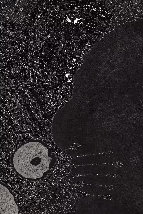 Item #2439046679443273982118864381573244666657869219 Media