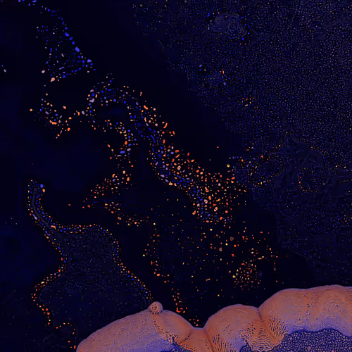 2439046679443273982118864381573244666657869190