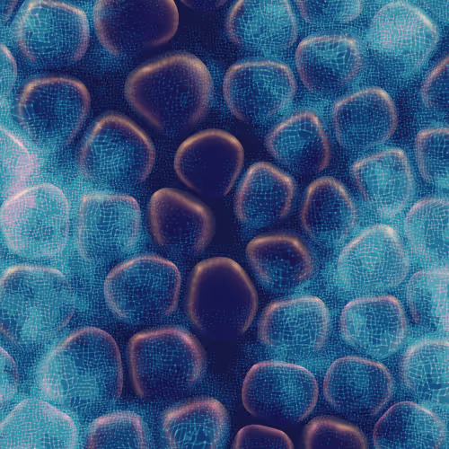 Vitreous By Charlotte Dann