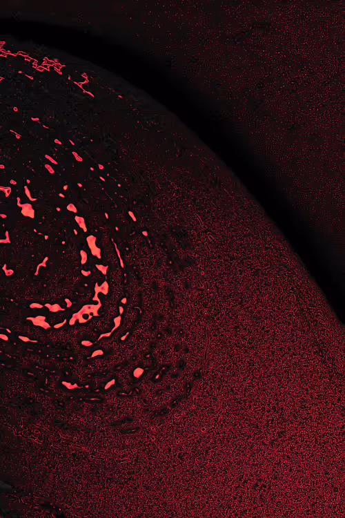 Item #2439046679443273982118864381573244666657869188 Media