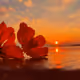 flower22 V2
