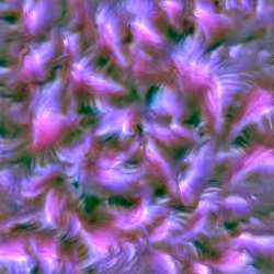 Genomes #2635