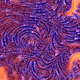 2646