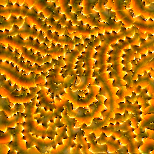 Genomes 4