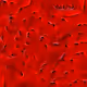 683