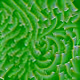 141
