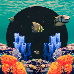 The Swell #38