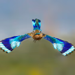 Fly high!