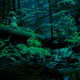 Into the Woods V2
