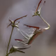 way of flowers