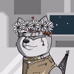 DogeXJR#440