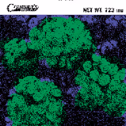 SEEDS #419