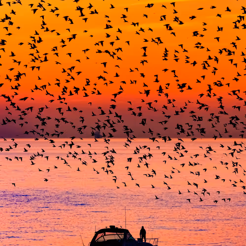 BMNFT Limited Editions