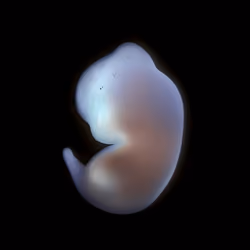 neo embryo:genesis #24