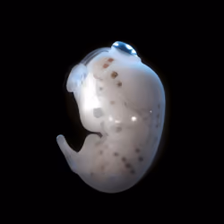 neo embryo:genesis #27