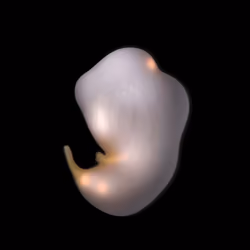 neo embryo:genesis #31