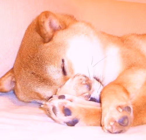 First Doge