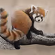Red Panda Sketch