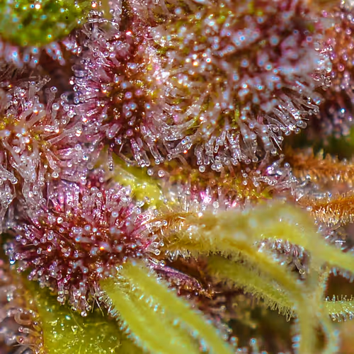 Blood Orange Trichome