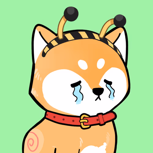 Shiba #348