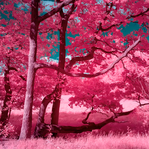 The Infrared Journey Somewhere In Between