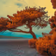 Adriatic Witness