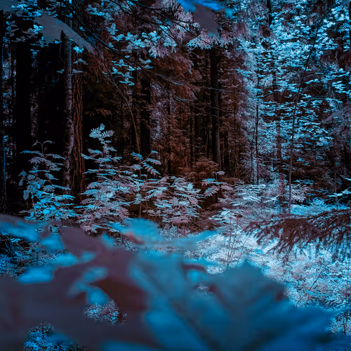 The Infrared Journey Somewhere In Between