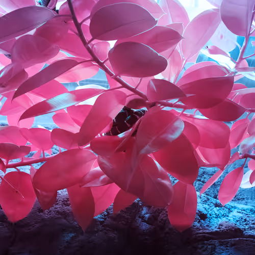 The Infrared Journey Somewhere In Between