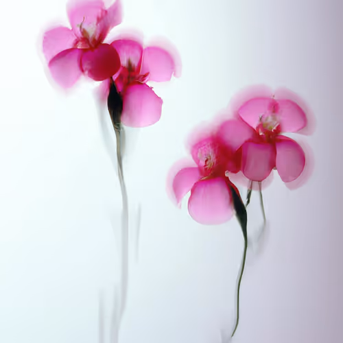 A Propos Des Fleurs