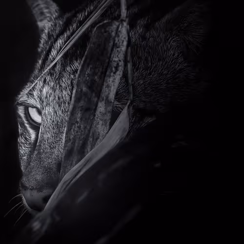 Wildlife in Monochrome